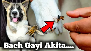 Bach Gayi Akita 😲 | Day #10