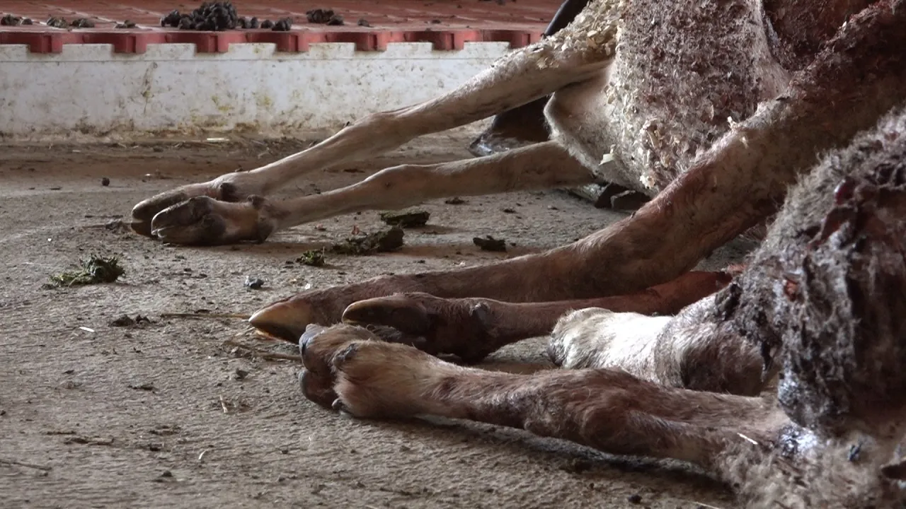 El llop del Collsacabra ataca per cinquena vegada el ramat d’ovelles del Mas Les Vilas de Pruit