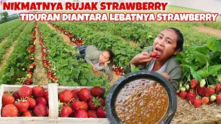 BIKIN RUJAK STRAWBERRY LANGSUNG DI LADANG