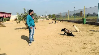 VOSAH paralysed dogs shelter updates