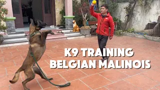 K9 training belgian malinois at homes