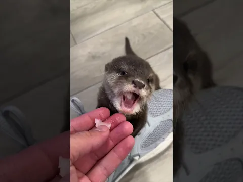 Lola my baby otter tries fish for the first time🥹🐟
