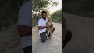 इस बंदरी ने साबित कर दिया कि जानवर वफ़ादार होते है