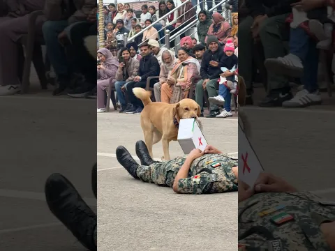Bsf Dog 🐶 ane ki Jawan👮🏻‍♂️ki mada 🇮🇳🫡 #dog #dogs #dogshorts #bsf #shortvideo #shorts #respect