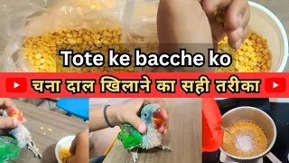 Tote ke bacche को चना दाल खिलाने का सही तरीका | कभी नहीं मरेगा तोते का बच्चा