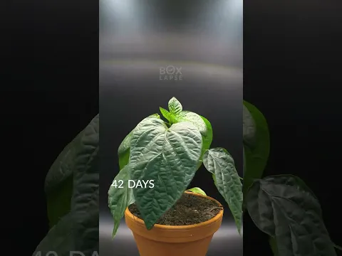 115 Days in 41 Seconds - Red Bell Pepper