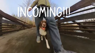 How does Almond do off leash!? Off leash dog vs Almond!