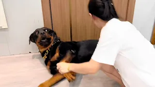 一坨这个戏精，急得都想说话了 😂 #罗威纳护卫犬 #狗狗 #向威和一坨【合集】