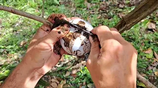 How to do Marcotting