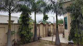 Rapid Growth Tips Of Bottle Palm || Royal Palm Care Tips