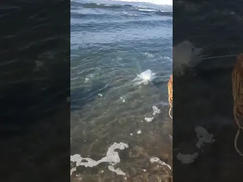 Hombre Pesca Cientos de peces con atarralla
