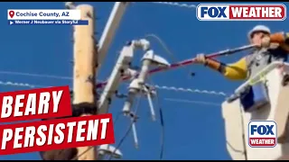 Lineman Saves Bear In Danger Of Electrocution In Cochise County, Arizona