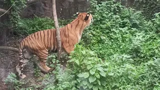 Tiger #wildlife