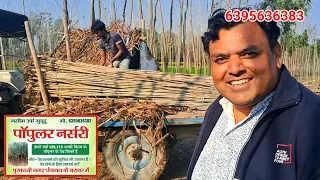 पोपलर पोध 400 पेड़ दिए शहजाद पुरकाजी को । Naseem Purkazi