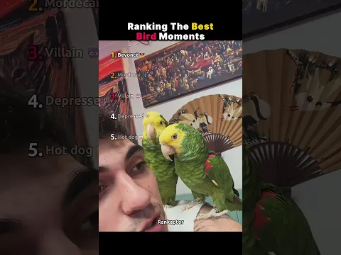 Ranking The Funniest Bird Moments😀