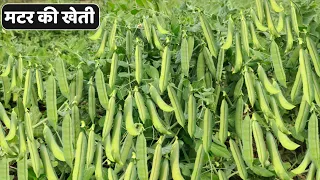 मटर की वैज्ञानिक खेती | matar ki kheti | Pea farming | A to Z Video | हरा मटर की खेती कैसे करें