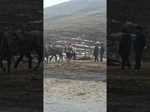 Аты машинага жетип олуптур #horse #rek