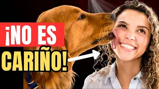 ¿TU PERRO TE LAME? Esto es lo que SIGNIFICA (🚨No es Tan Bonito como Parece)