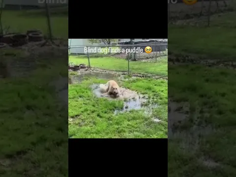 Proof that happiness is in the little things! This blind pup just found a puddle, and his joy is abs
