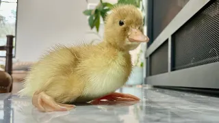 Cute baby ducks ❤️❤️❤️❤️❤️