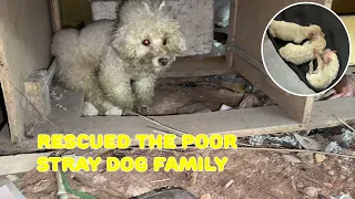 Accidentally rescued a family of stray dogs and their poor puppies