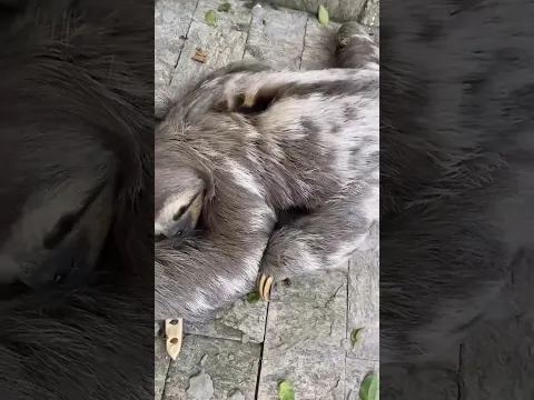 Achamos um bicho preguiça no quintal de casa