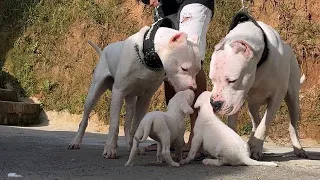 #dogoargentino #dog #youtube