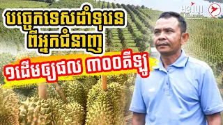 បច្ចេកទេសដាំទុរេនពីអ្នកជំនាញ ១ដើមឲ្យផល ៣០០គីឡូ | កម្មវិធីមុខរបបស្រុកយើង