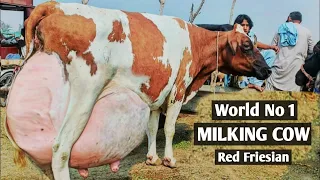 BIGGEST UDDER RED FRIESIAN COW IN PUNJAB | SASTI PASHU MANDI