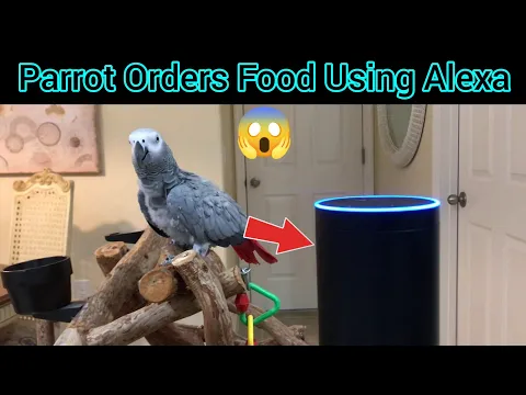 मिलिये Intelligent तोते से 🦜😱🦜 / Parrot Orders Food Using Alexa #shorts