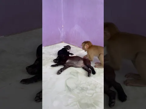 Best video Of CUTE Sokhaa And fun , ADORABLE Animal WILL MAKE YOU SMILE #shorts