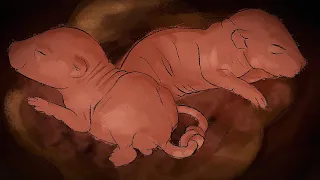 Sou Um Rato e Nasci Preso Ao Meu Irmão... | Rattenkonig