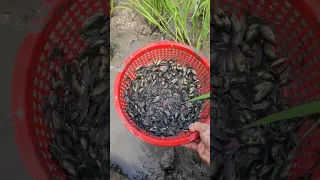 Cuộc sống miền quê Việt Nam 