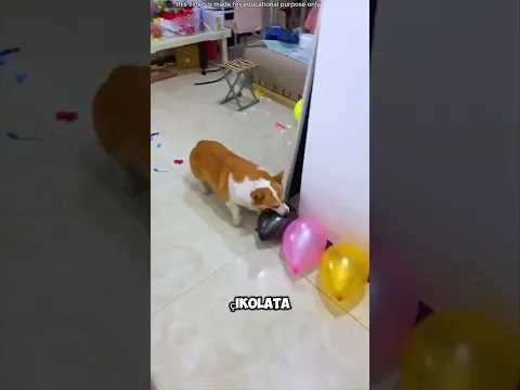 Tüm balonları patlat ve çikolata kazan 🎈