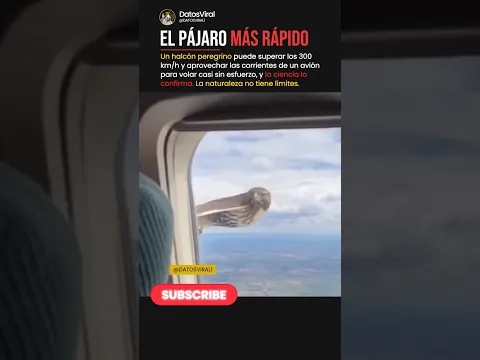 El animal que humilla a cualquier avión en velocidad #datos #curiosidades #shorts