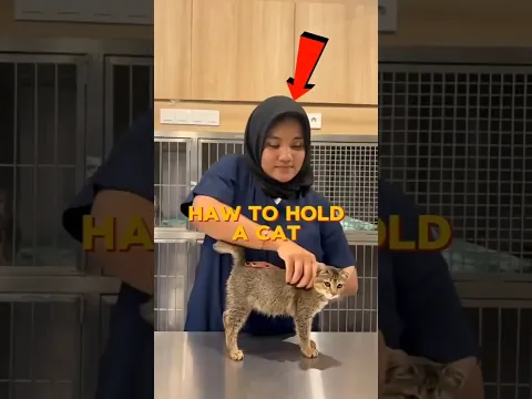 How to Pick Up Your Kitty Safely! 😻✨