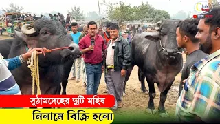 সবার সামনে নিলামে মহিষ বিক্রি করলাম চান্দাই কনা হাটে! গরুর বাজার দর 2023