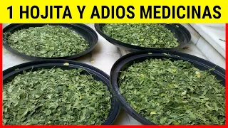Mi Abuela toma esto diario🌳 Tiene 64 años y esta como un ROBLE💪Para que sirve la MORINGA?