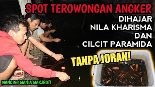SPOT SANGAR! mancing ikan nila dan ikan cichlid senar goyang terus tanpa menunggu lama buat strike