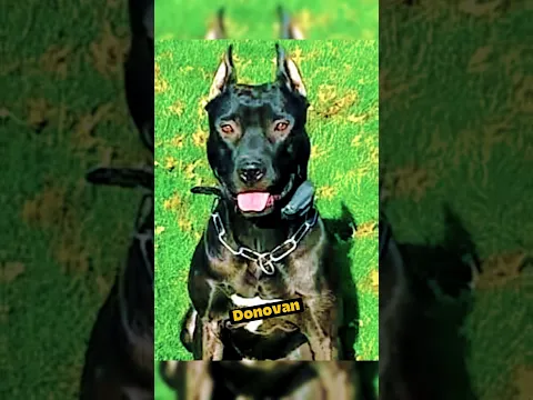 ¡Coyete vs Perro Mestizo! #coyote #vs #perro #animalessalvajes