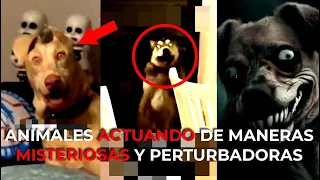 ANIMALES ACTUANDO DE MANERAS MISTERIOSAS Y PERTURBADORAS 💀