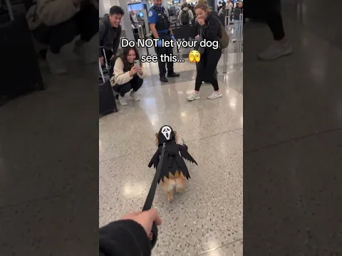 A Pomeranian tries the Purrfect Slasher