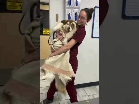 Dogs at the Vet 😂  #petlife #funny #animallife
