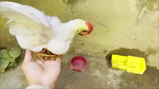55 DAYS OLD MANOK 😂