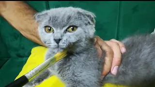 Cute Cat Moustache & Make up Repair