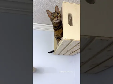 I Built A Cat Wall Playground