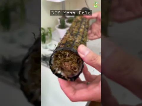 How to make your own Moss Pole? | DIY Moss Pole