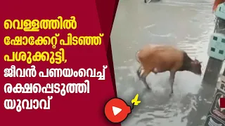 വെള്ളത്തില്‍ ഷോക്കേറ്റ് പിടഞ്ഞ് പശുക്കുട്ടി,  ജീവന്‍ പണയംവെച്ച് രക്ഷപ്പെടുത്തി യുവാവ്| Animal Rescue