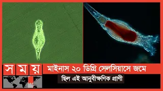 ২৪ হাজার বছর ধরে উত্তর মেরুর জমাট বরফে ঘুমিয়ে ছিল প্রাণীটি | Deltoid Rotifers | Russia | Somoy TV