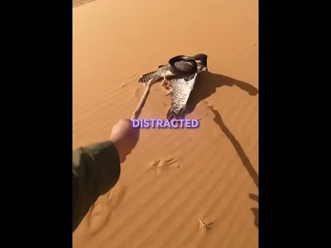 His Kindness Returned..🧡🐪